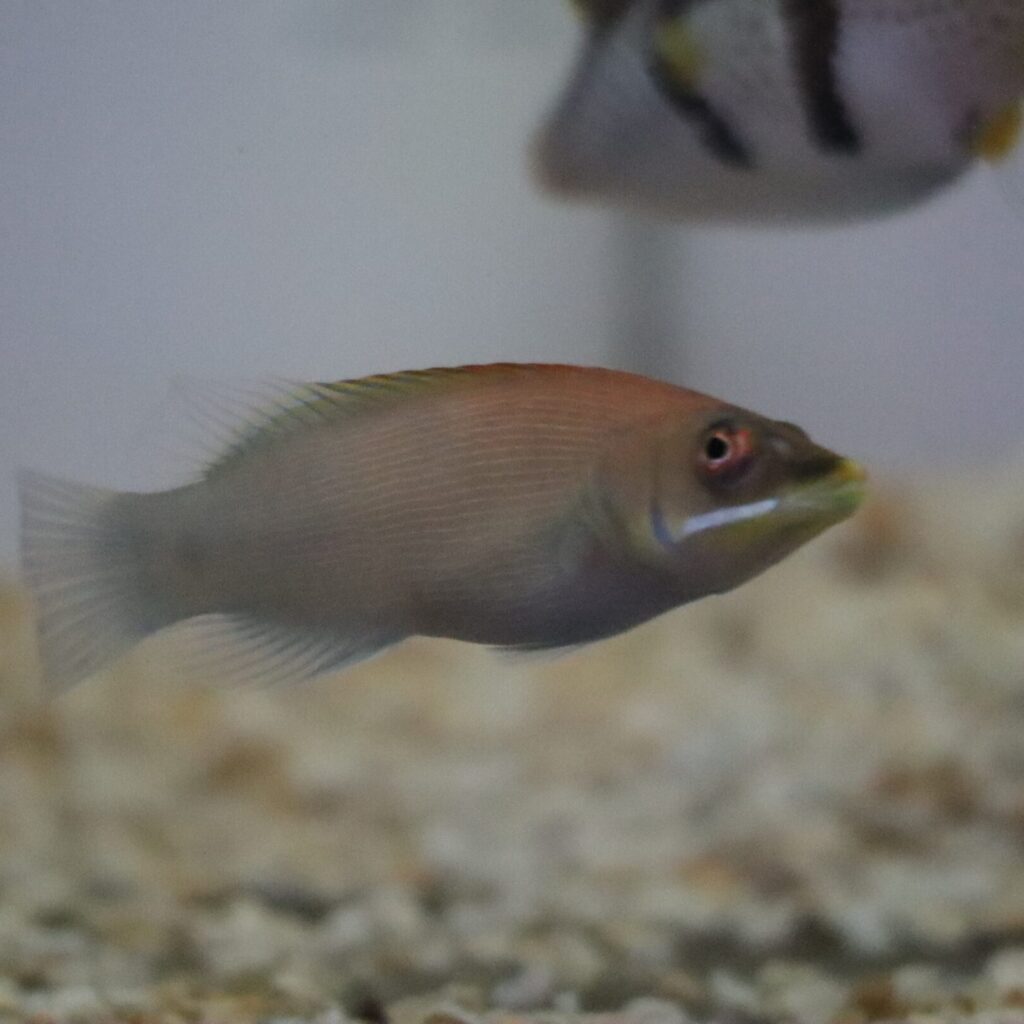 Disappearing Wrasse