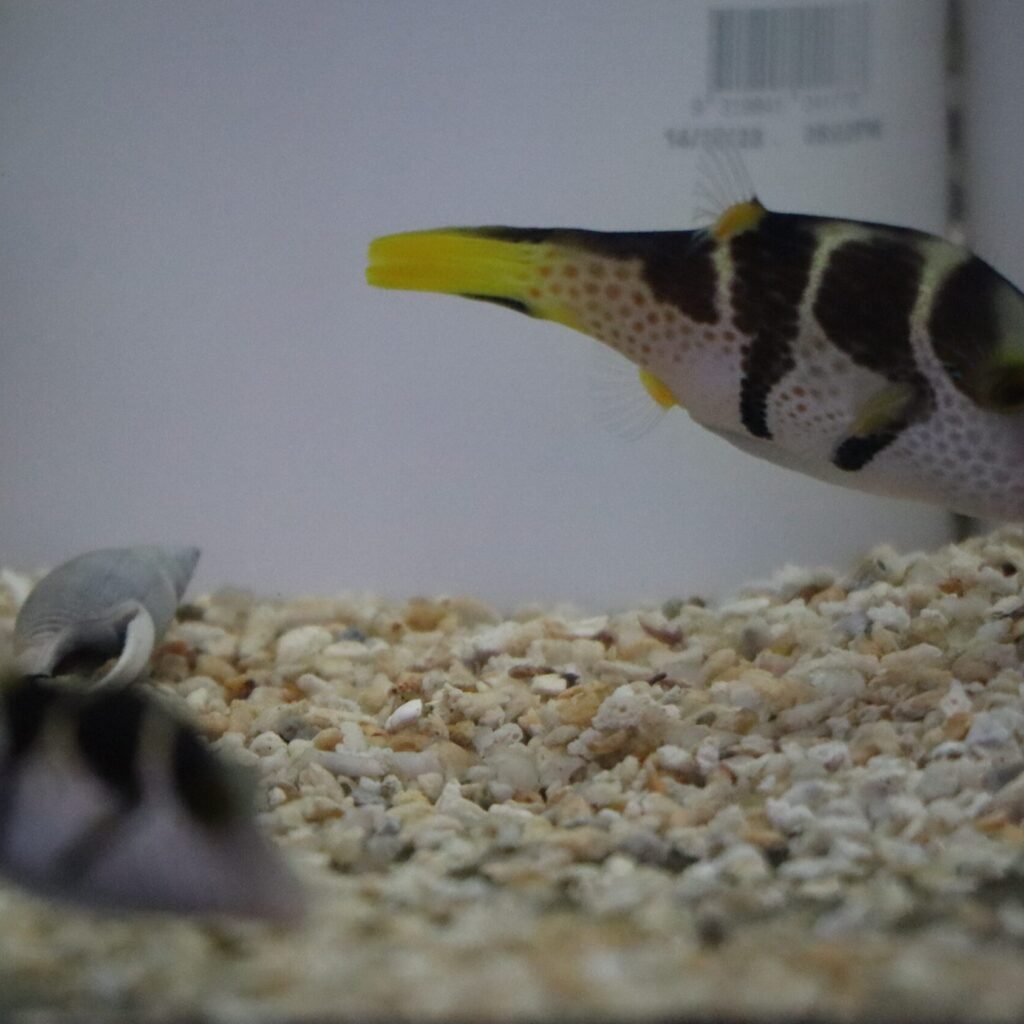 Valentini Puffer Pair