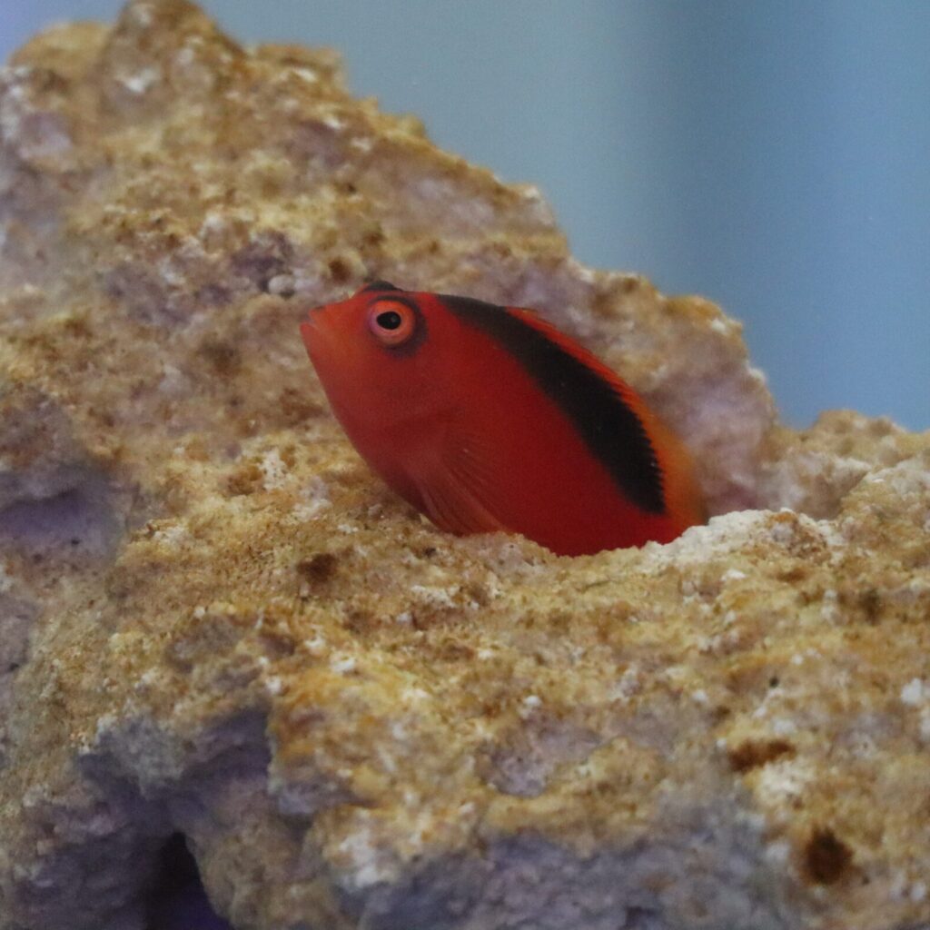 Flame Hawkfish (Small)