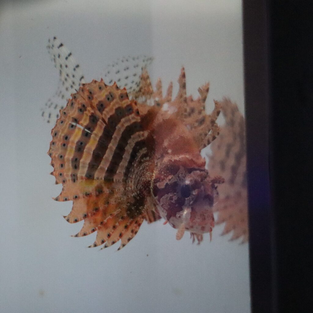 Fuzzy Dwarf Lionfish