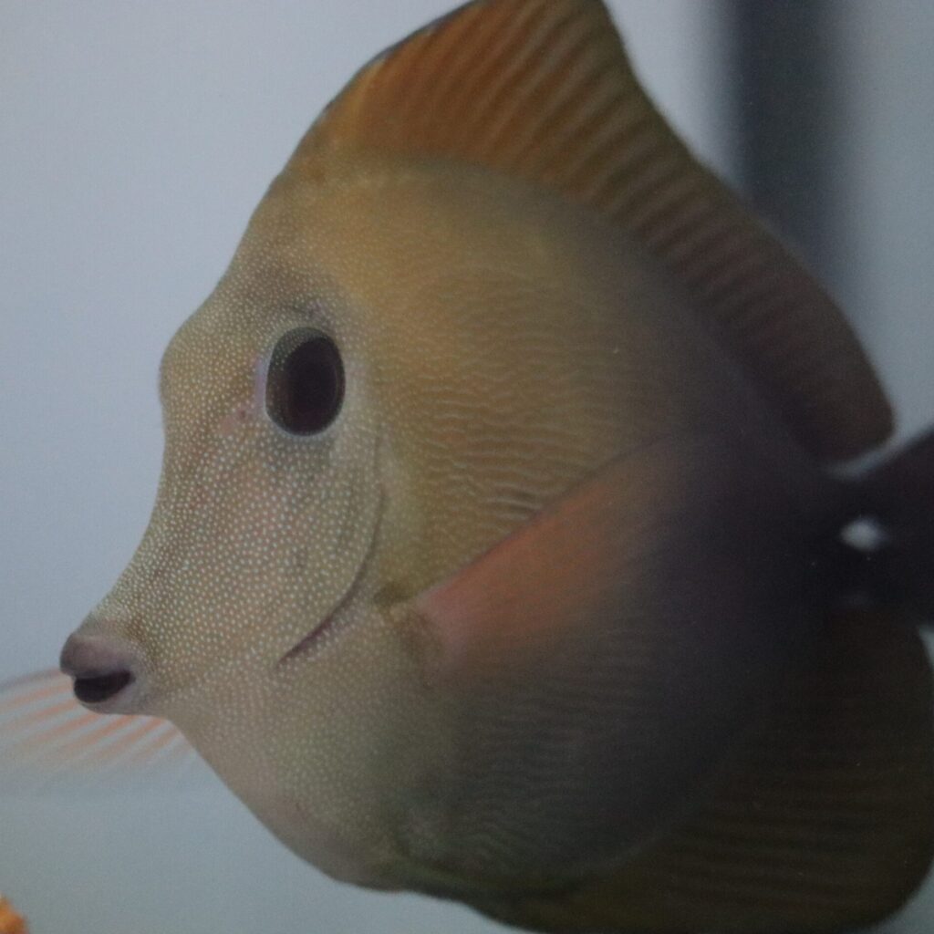 Scopas Tang Large