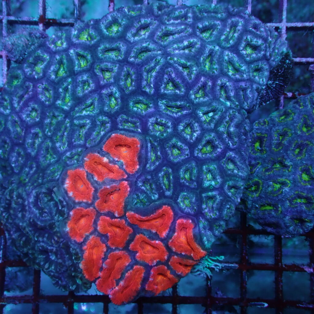 Acan 3 Colour Combo