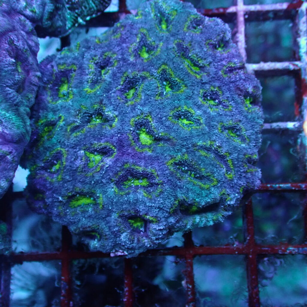 Acan Green Medium