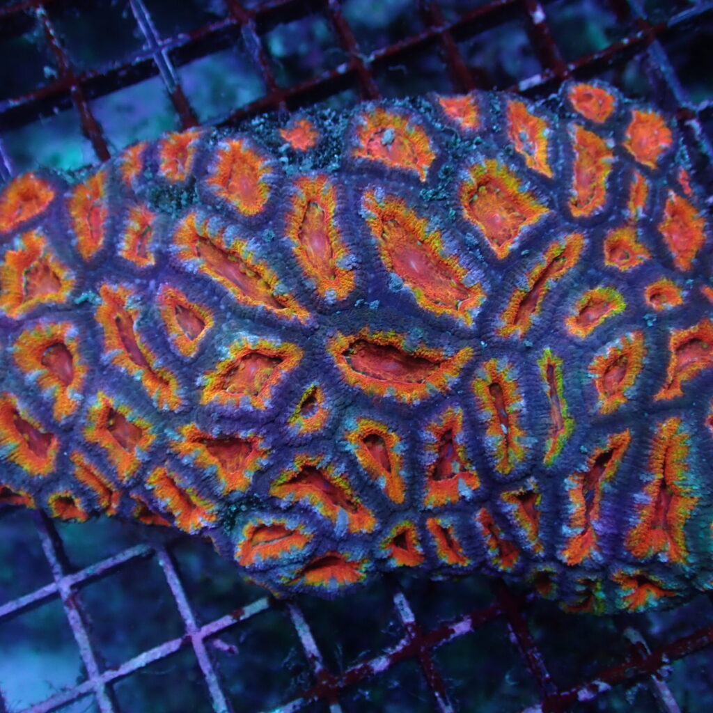 Acan Rainbow Large