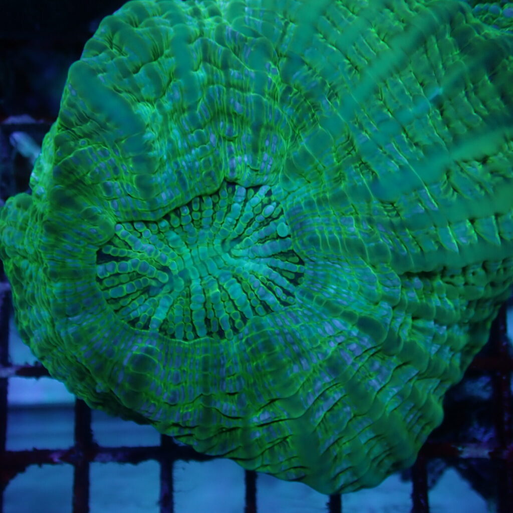 Cynarina Green
