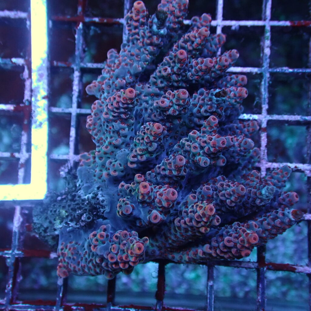 Acropora A Grade