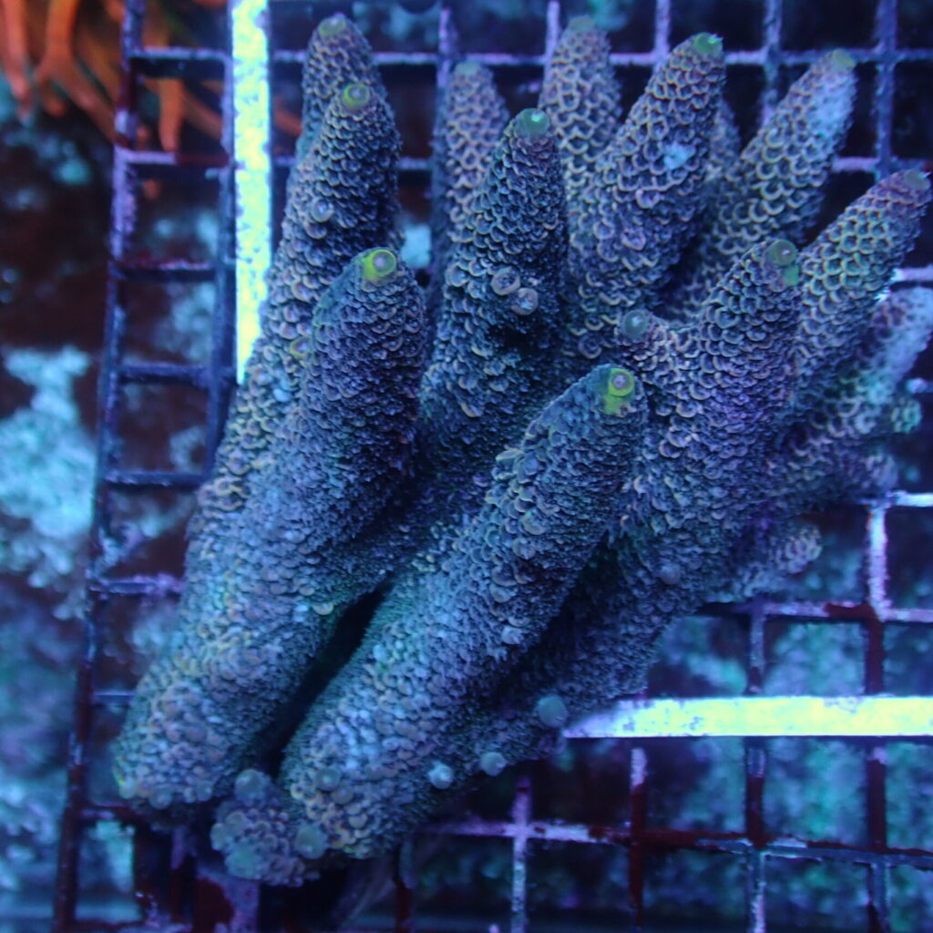 Acropora A Grade