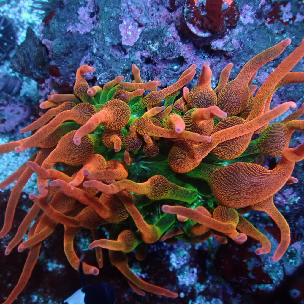 Anemone Forest Fire