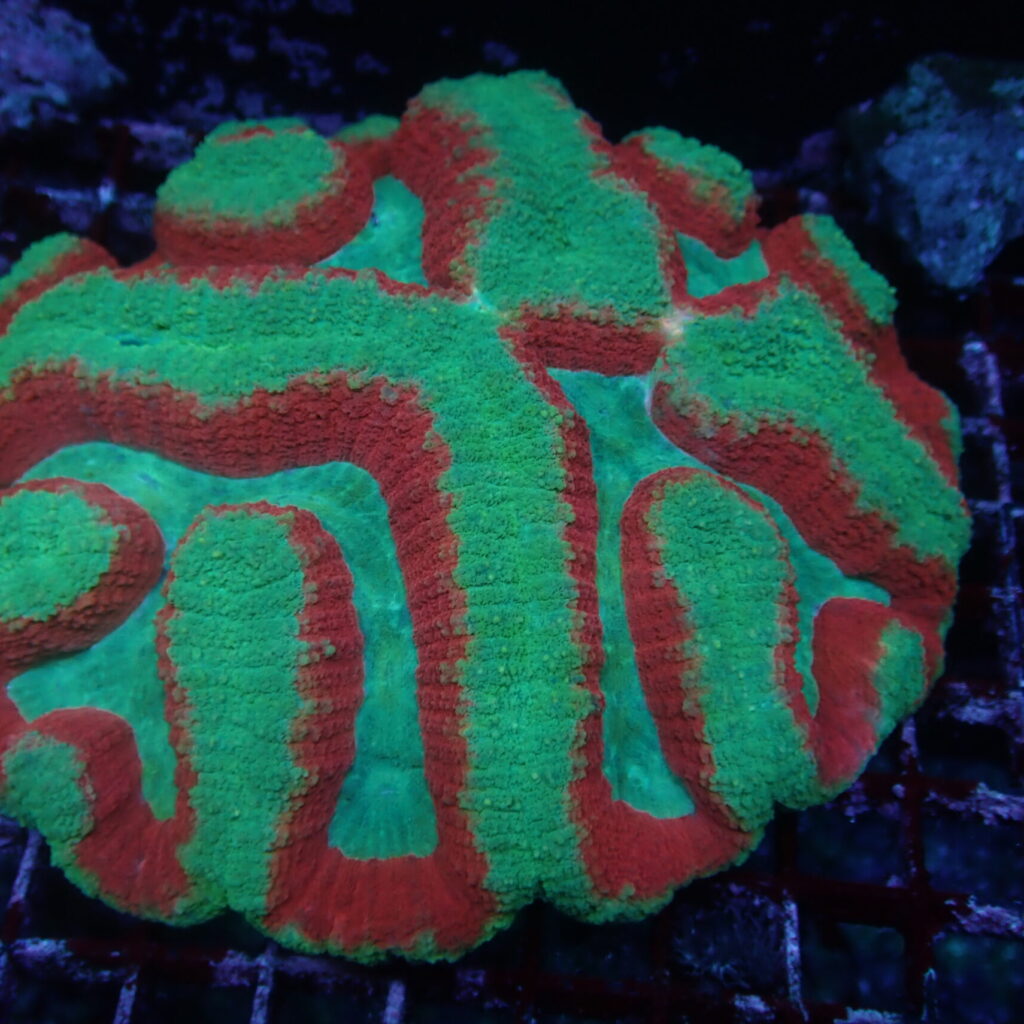 Lobophyllia Superman