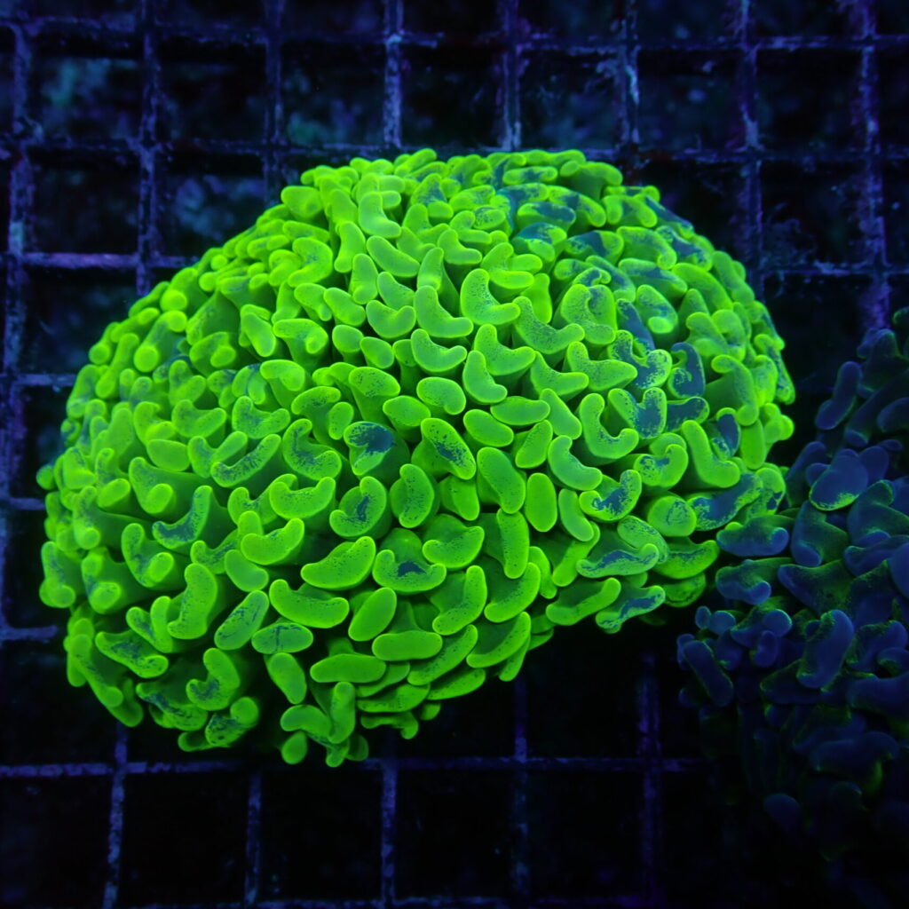Hammer Neon Green