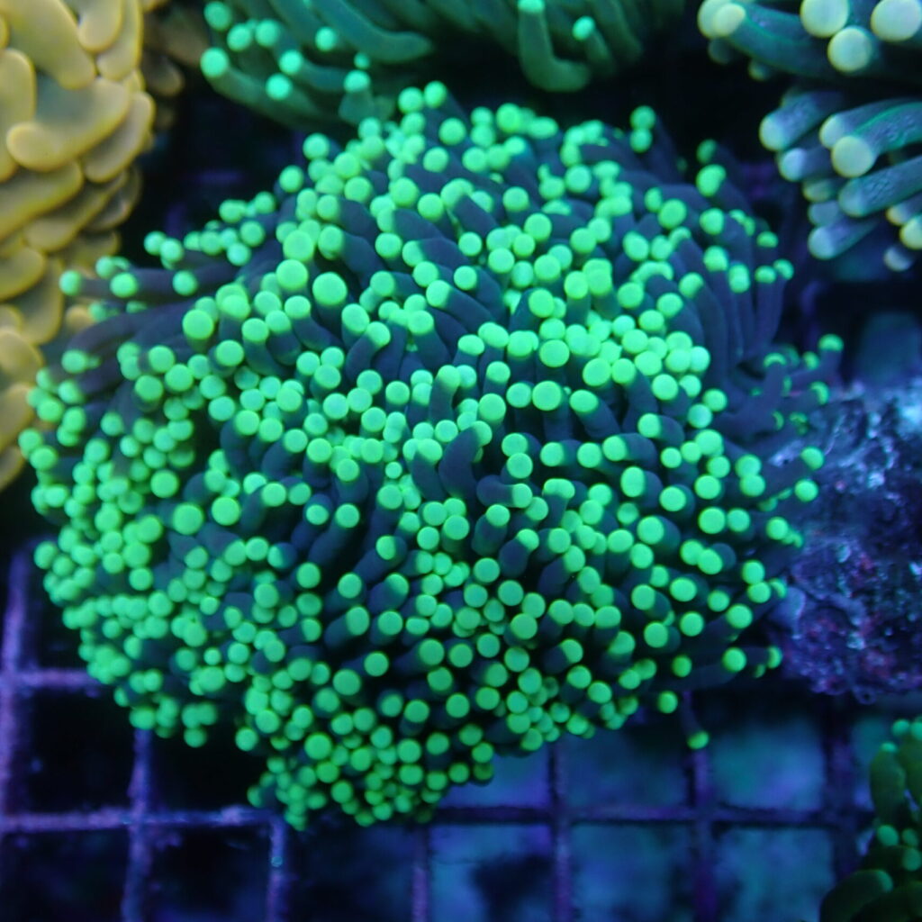 Torch Green-tip (5 Polyps)