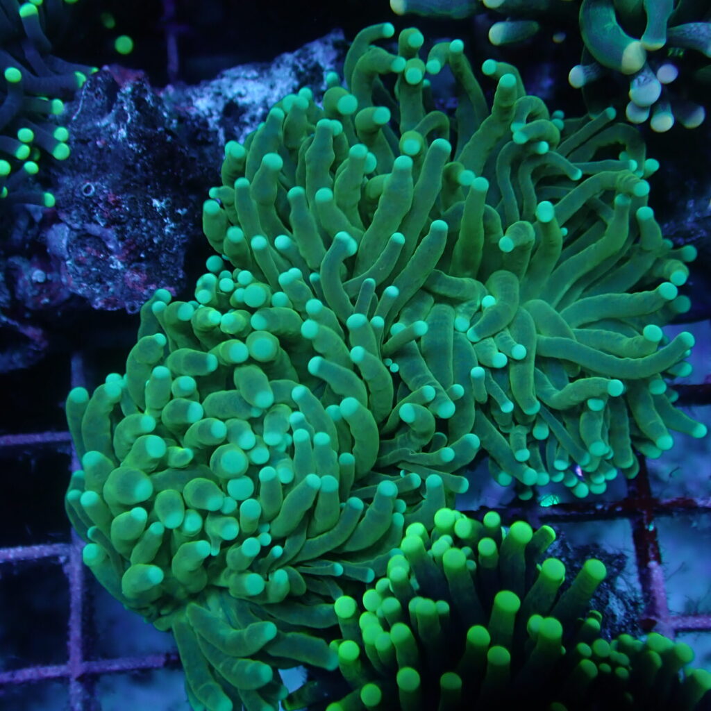 Torch Full Green (2 Polyps)