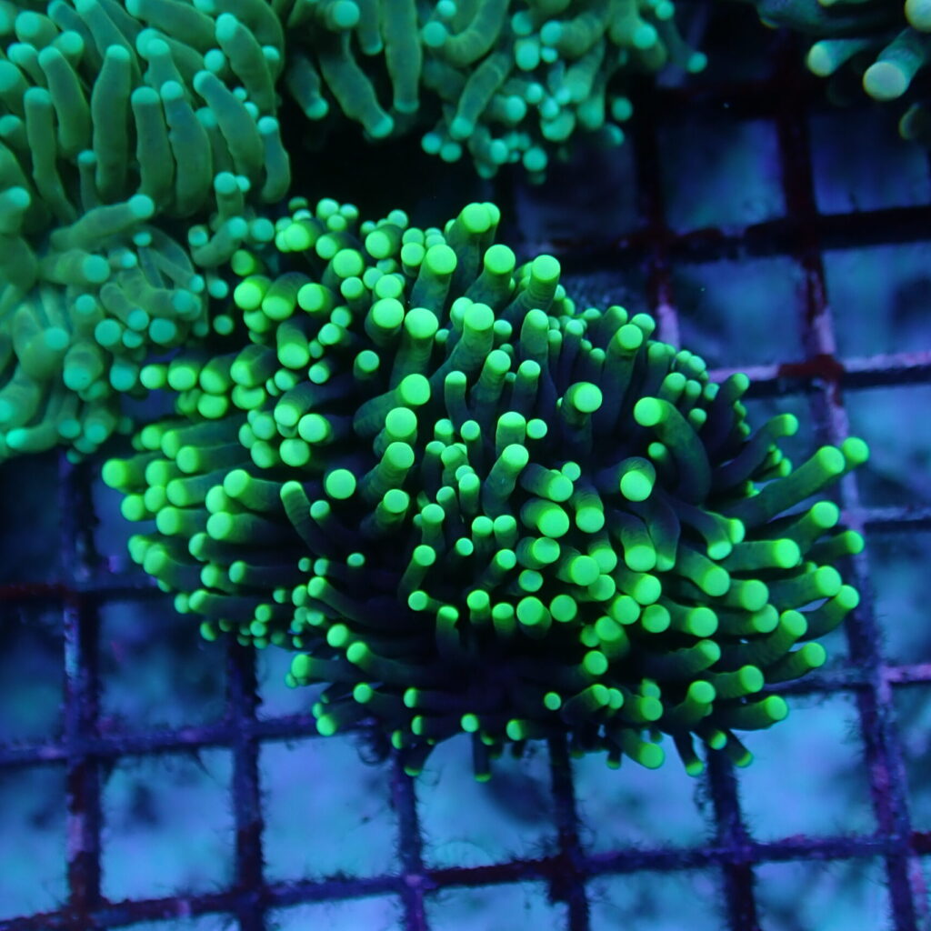 Torch Green-Tip (2 Polyp)