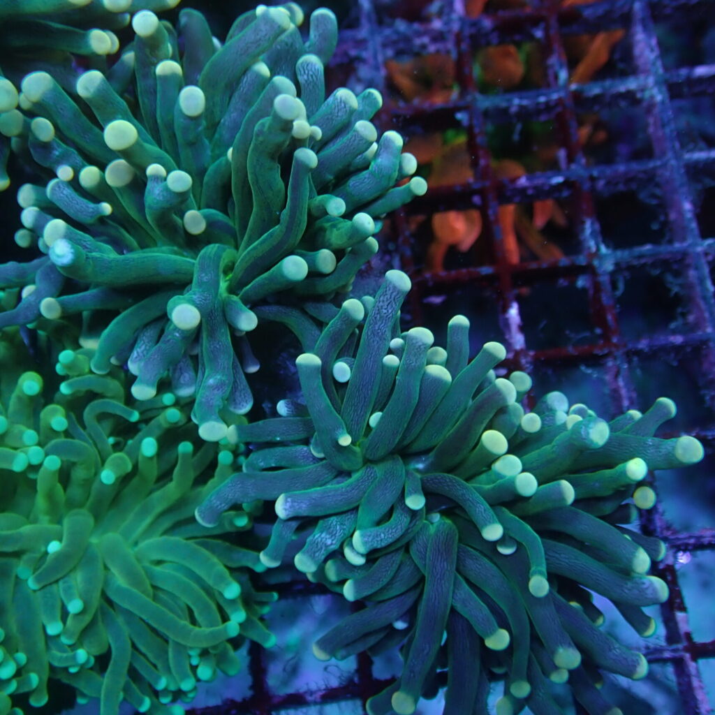 Torch Green Base (2 Polyp)