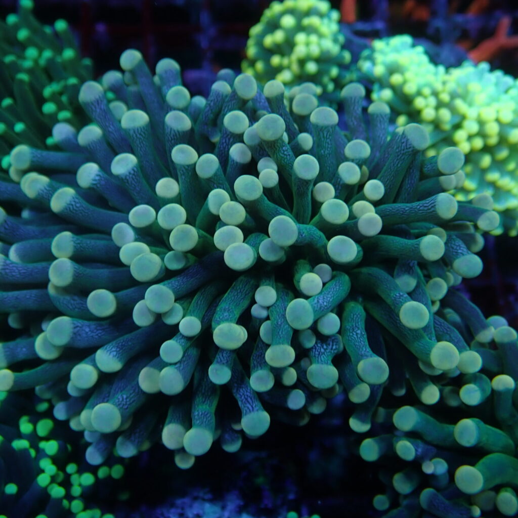 Torch Green Base (2 Polyp)