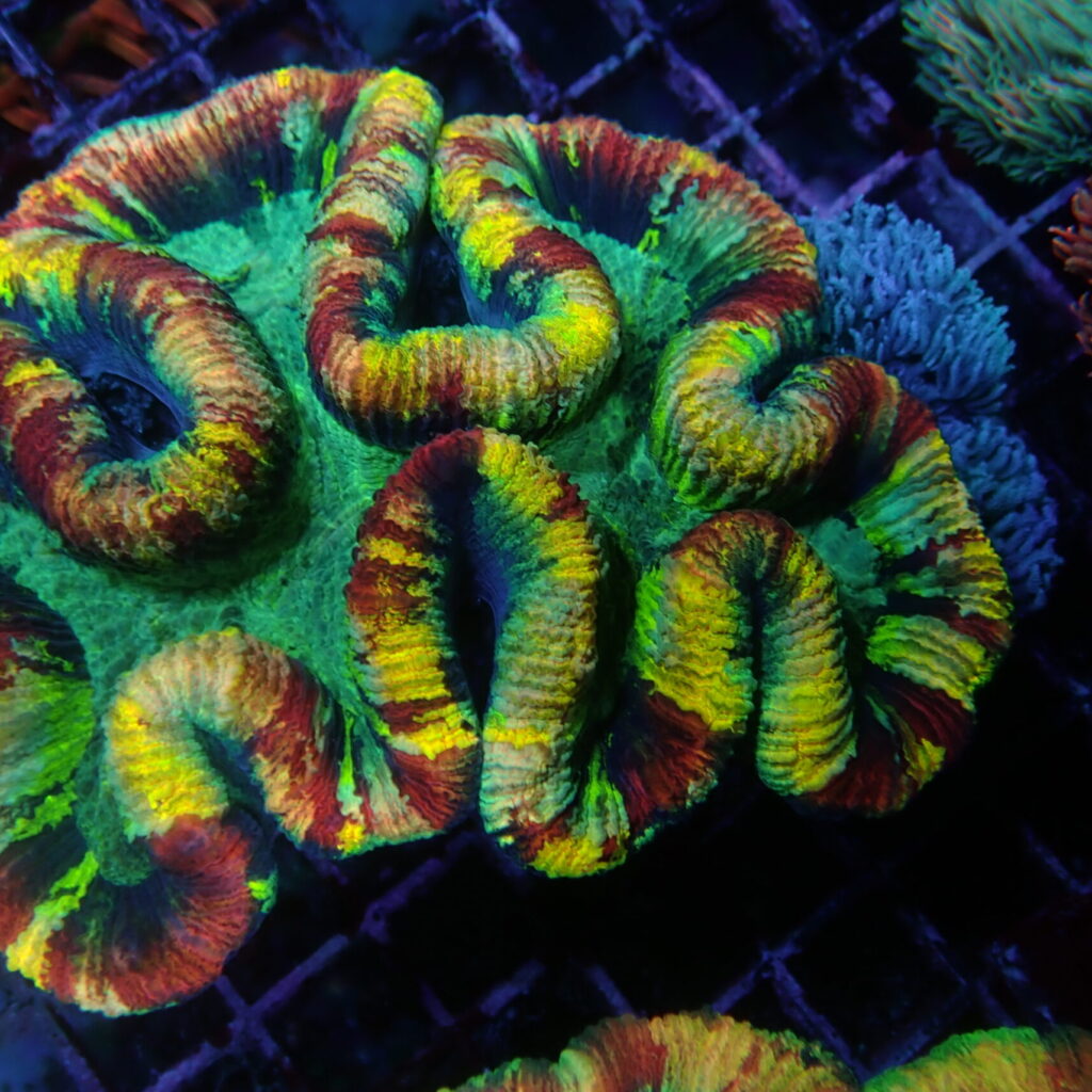Trachyphyllia Ultra Medium