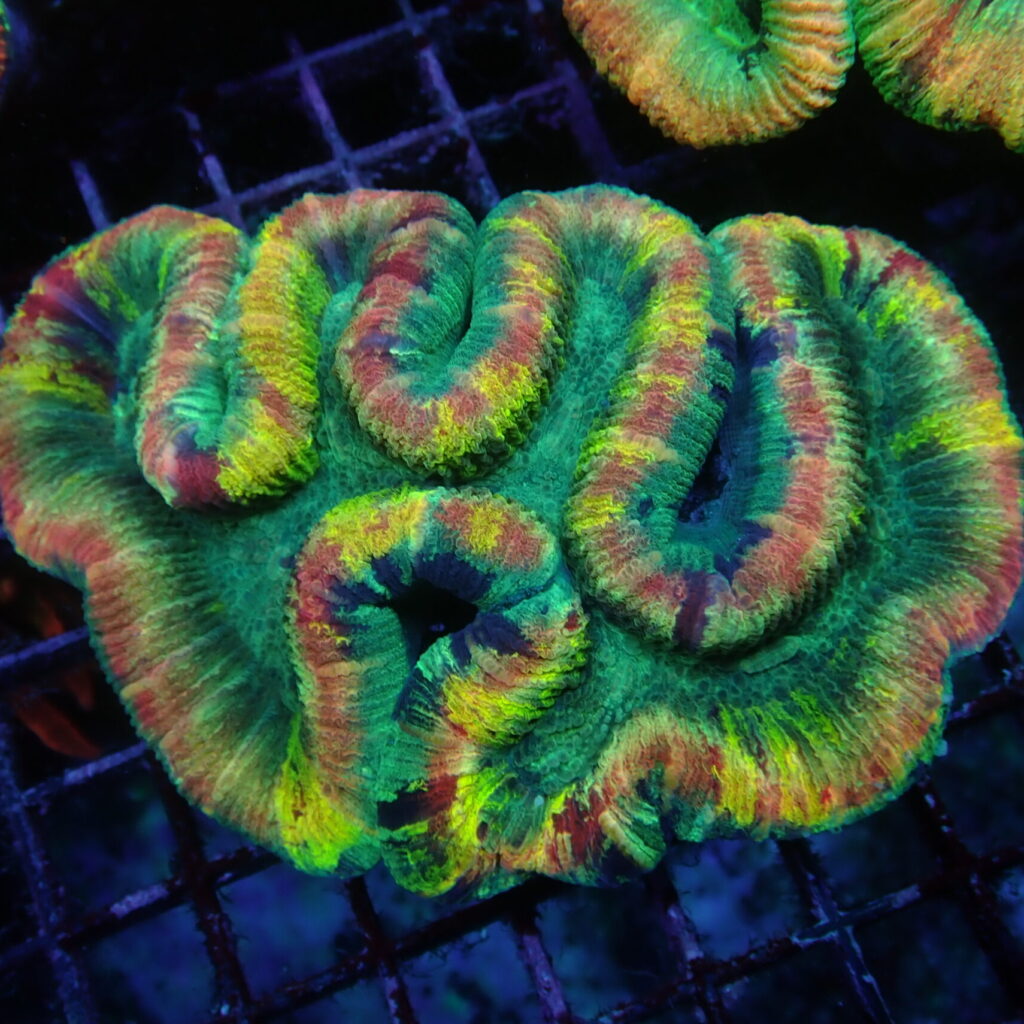 Trachyphyllia Ultra Medium