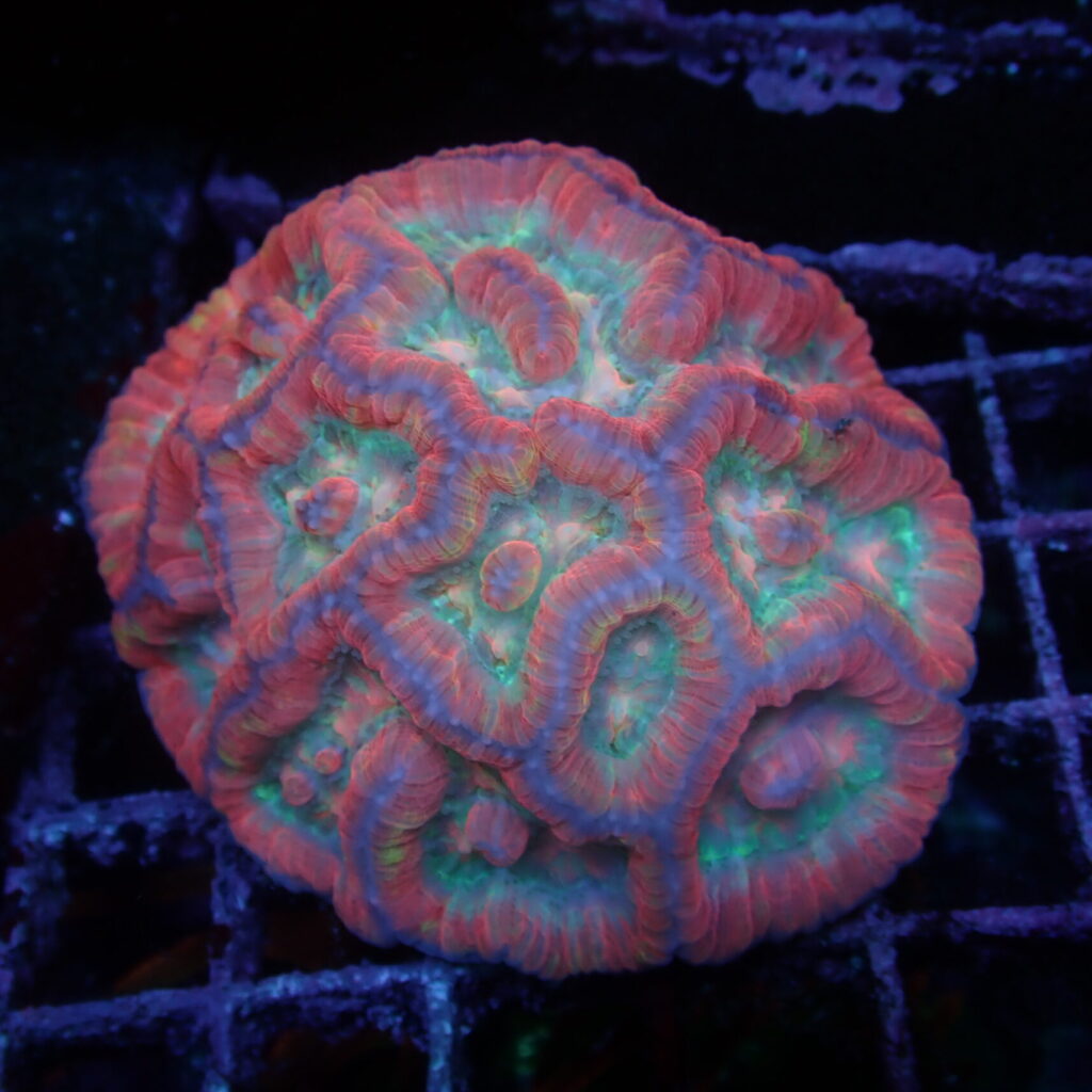 Wilsoni Medium