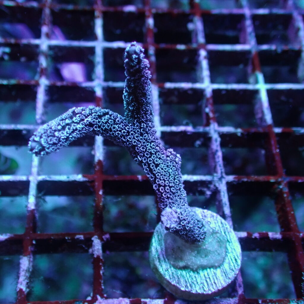 Montipora Digitata Blue Frag