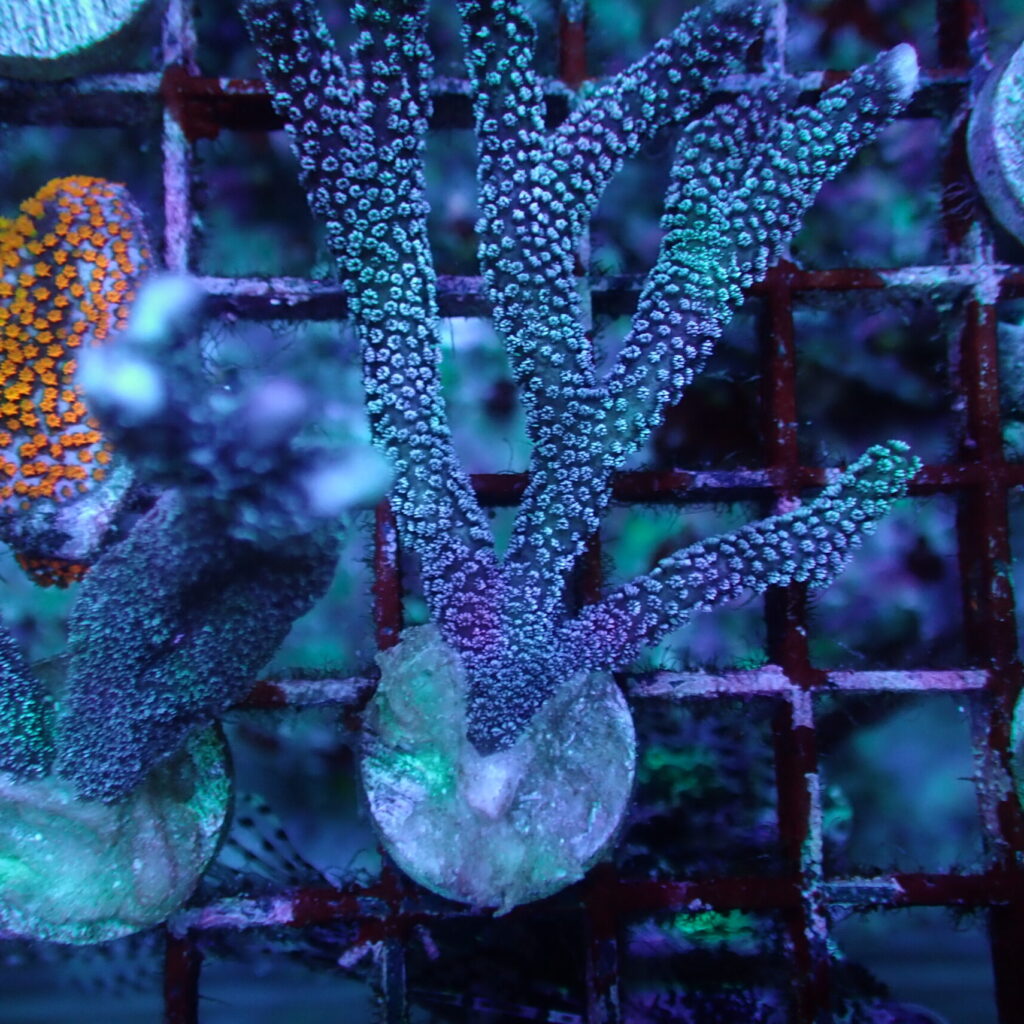 Montipora Digitata Blue Frag