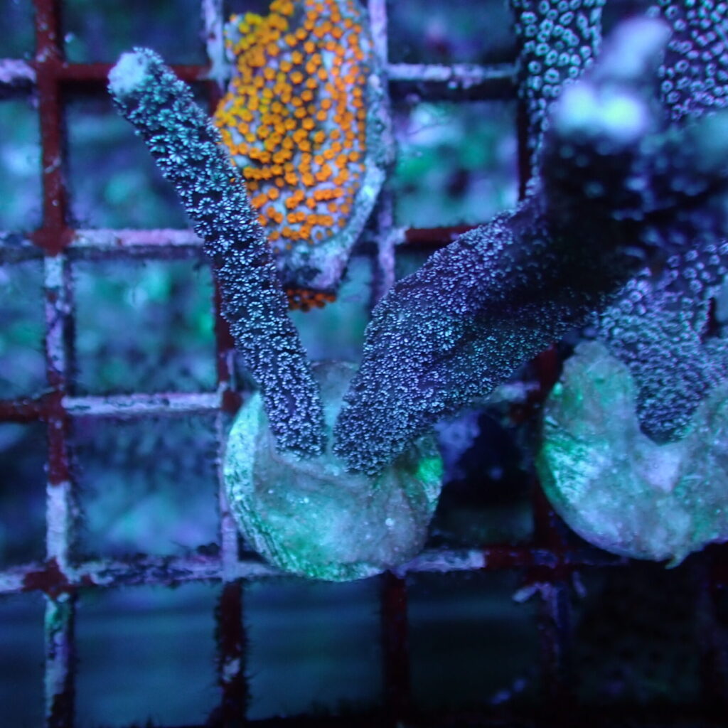 Montipora Digitata Blue Frag