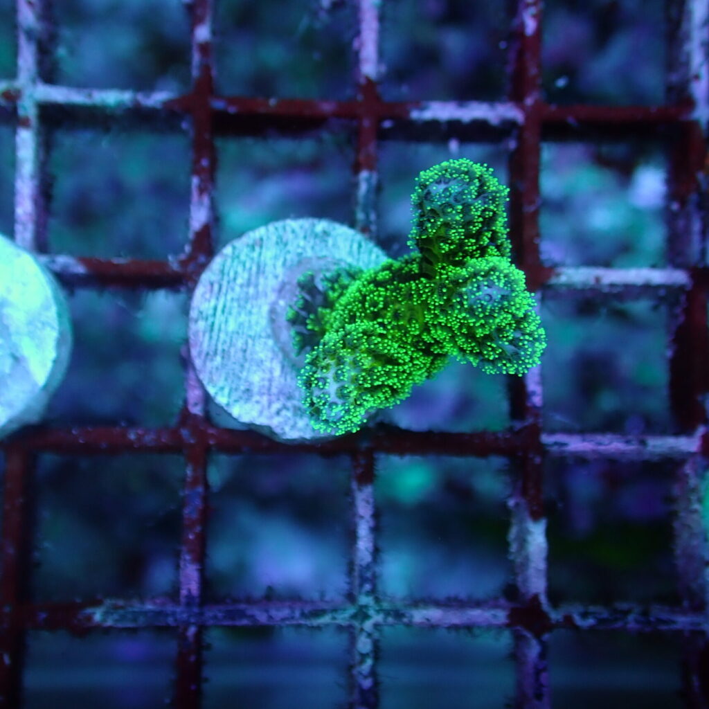 Pocilipora Green Frag