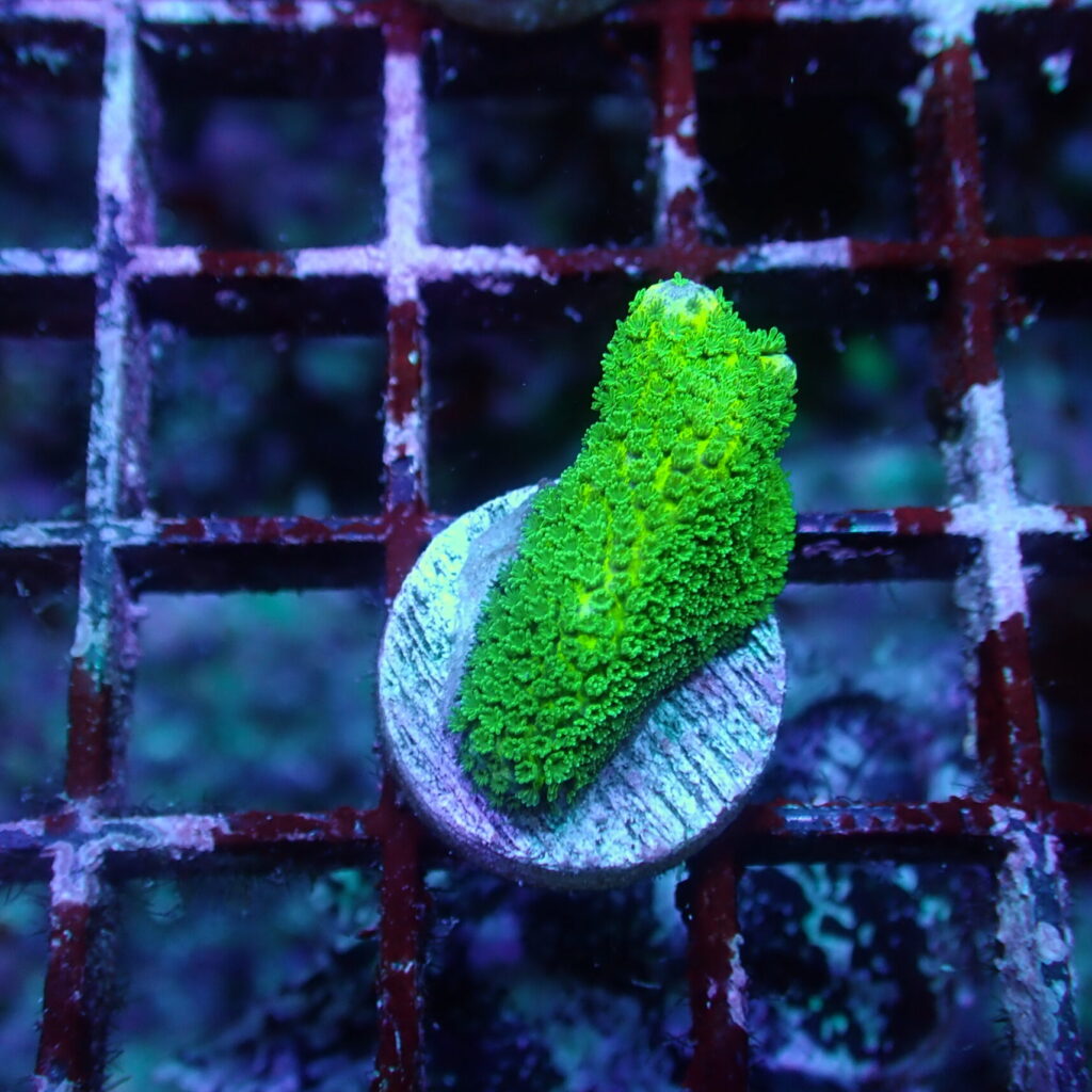 Montipora Digitata Green Frag