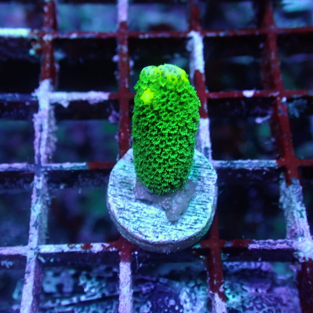 Montipora Digitata Green Frag