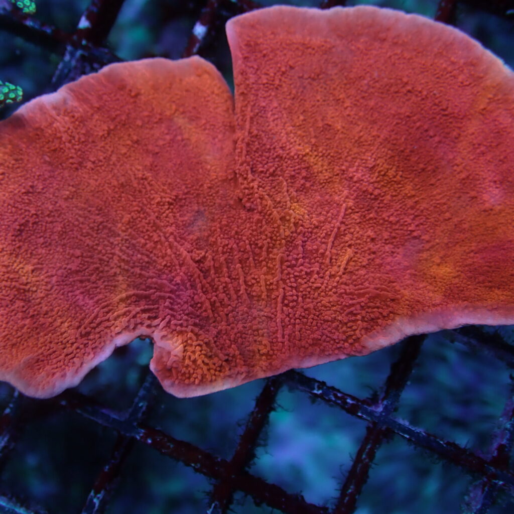 Montipora Capricornis Red Frag
