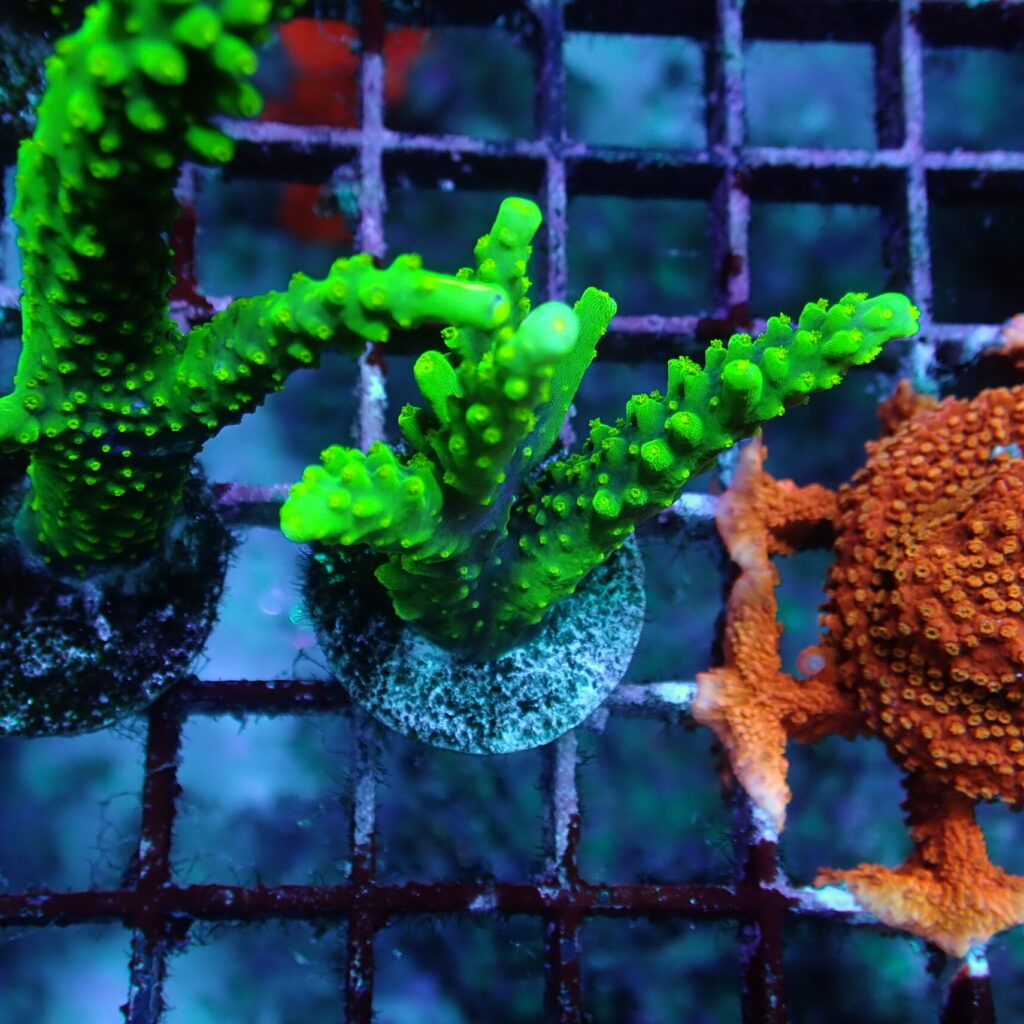 Acropora Dallas Frag