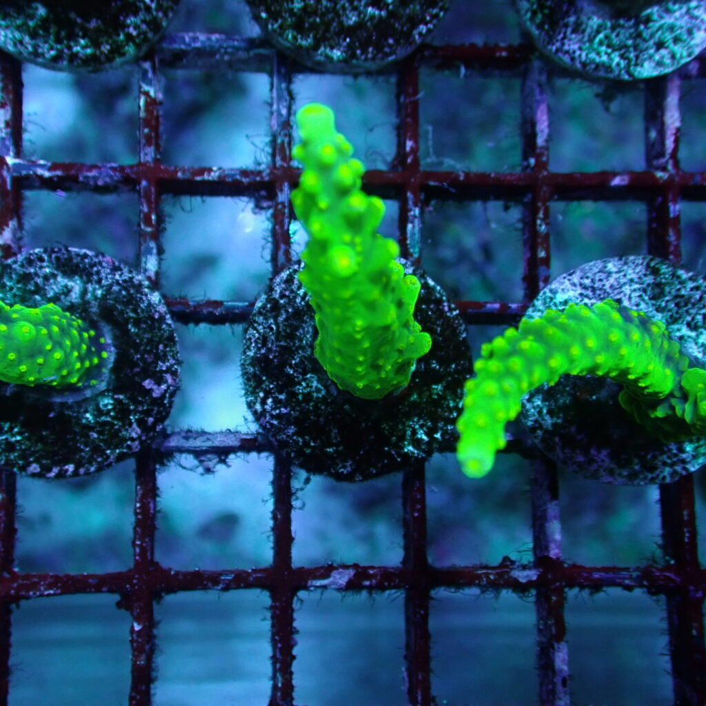 Acropora Dallas Frag