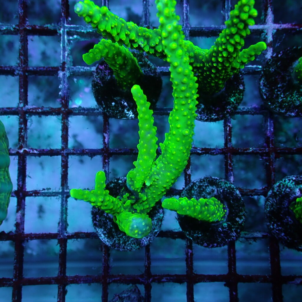 Acropora Dallas Frag Large