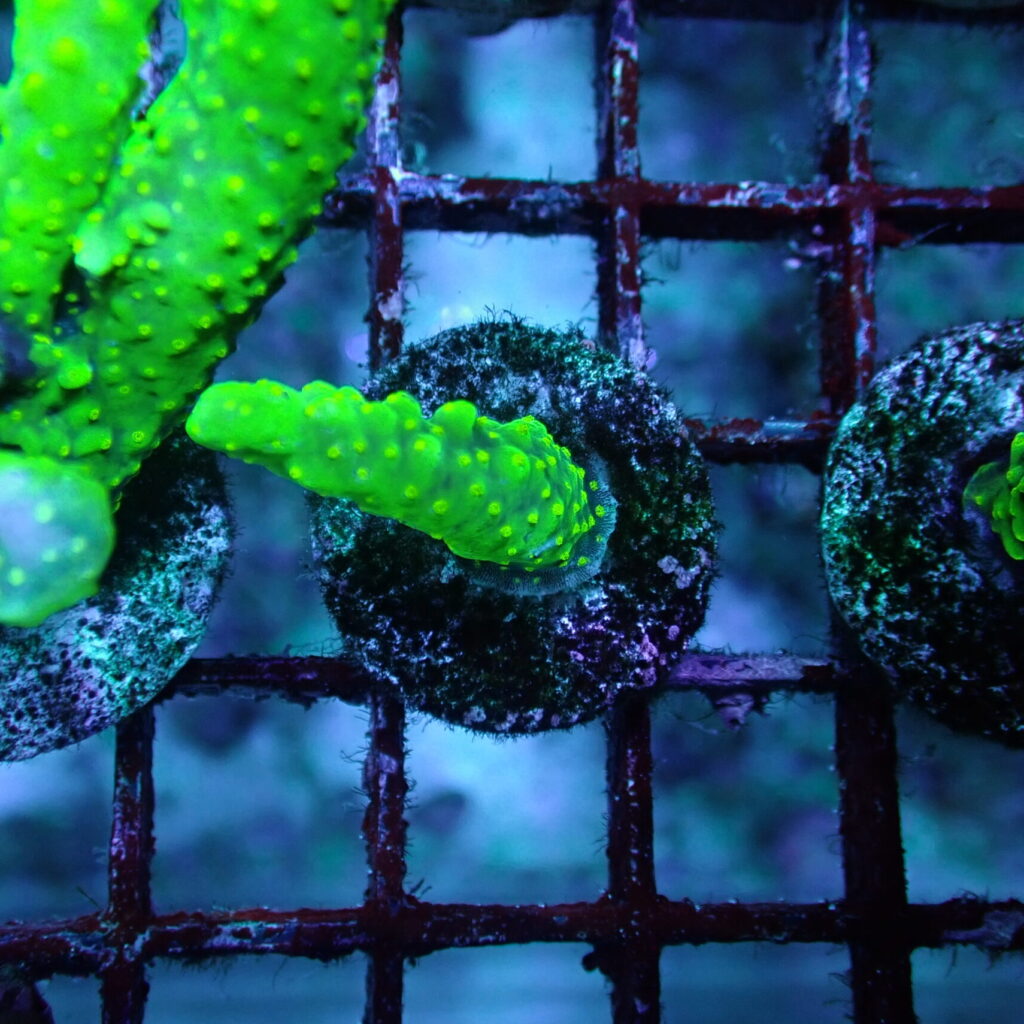 Acropora Dallas Frag