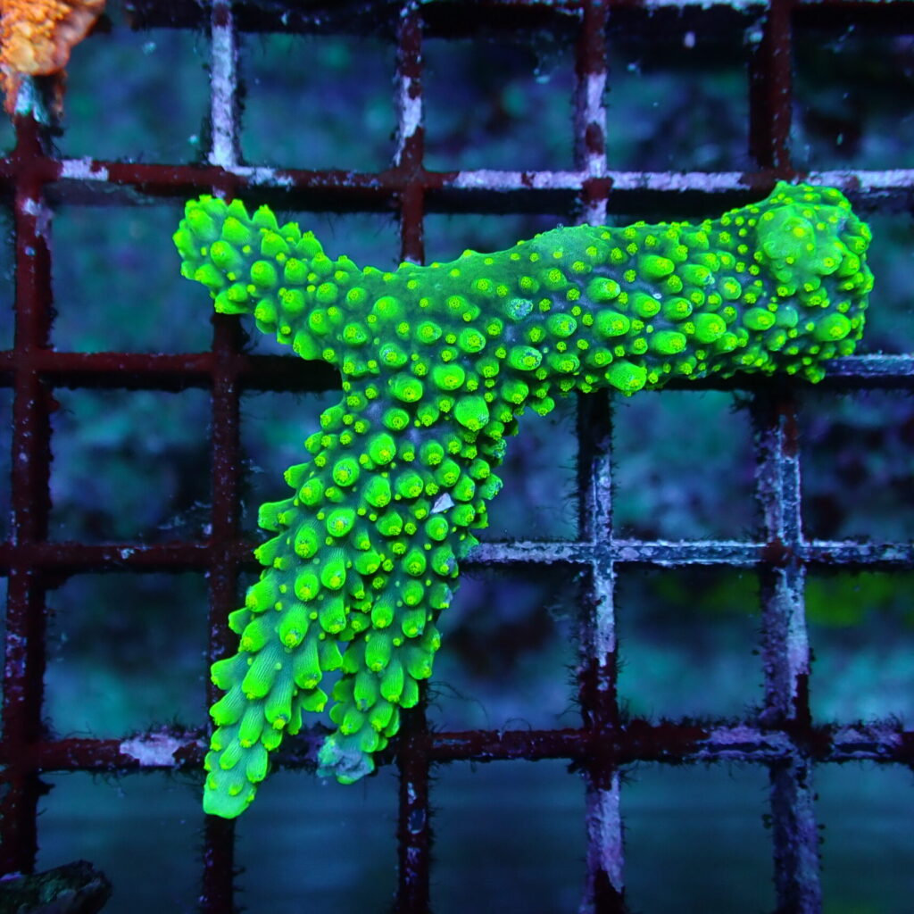 Acropora Dallas Piece