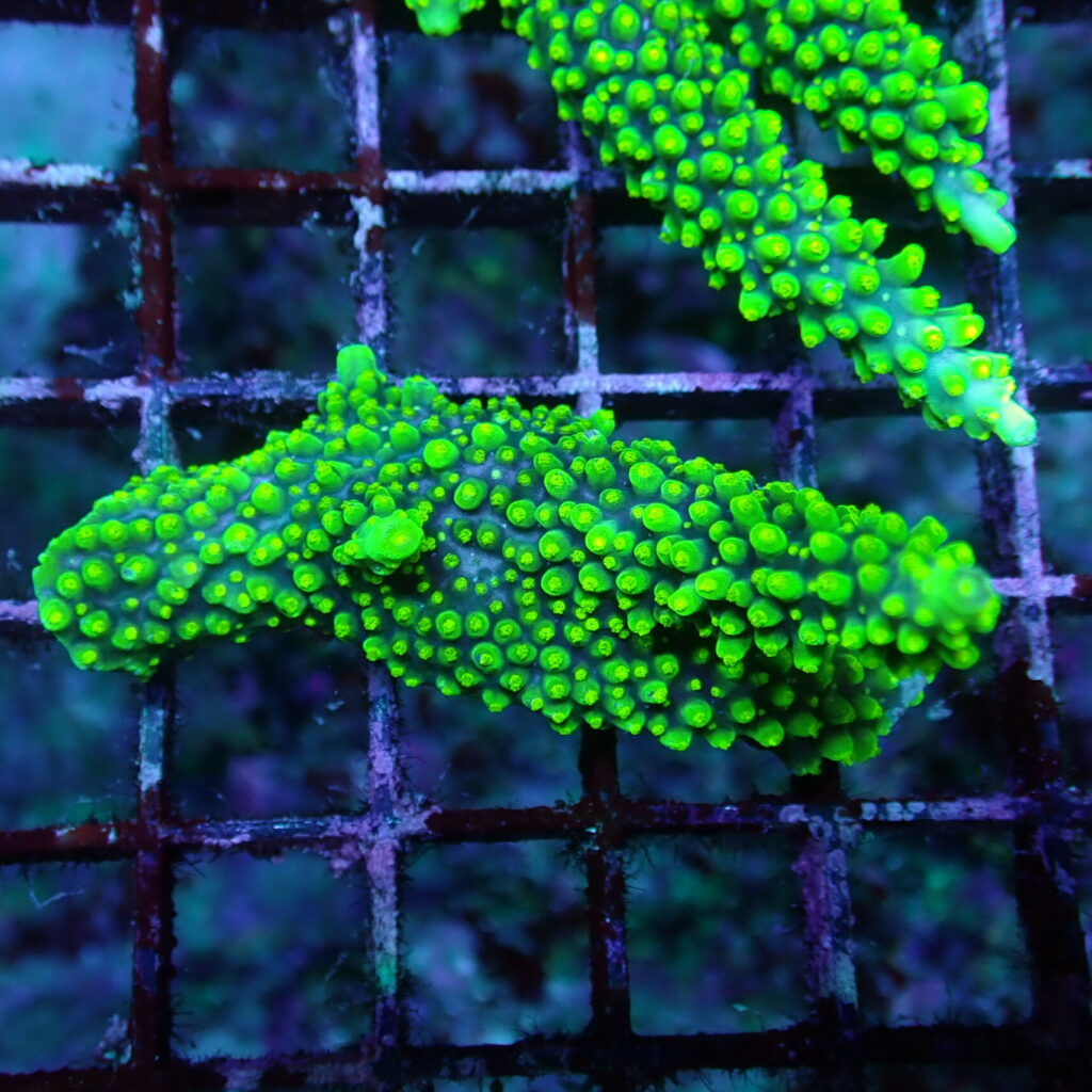 Acropora Dallas Piece