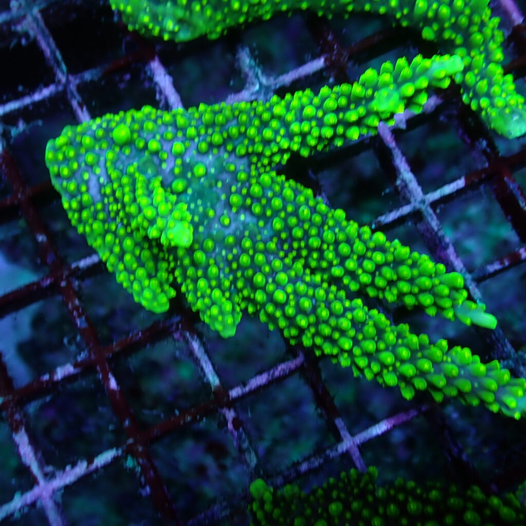 Acropora Dallas Piece