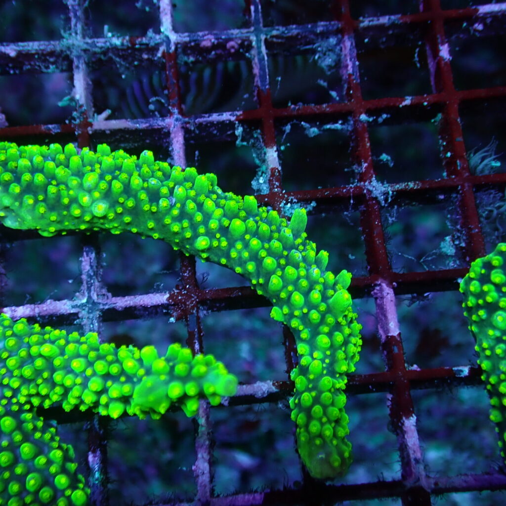 Acropora Dallas Piece