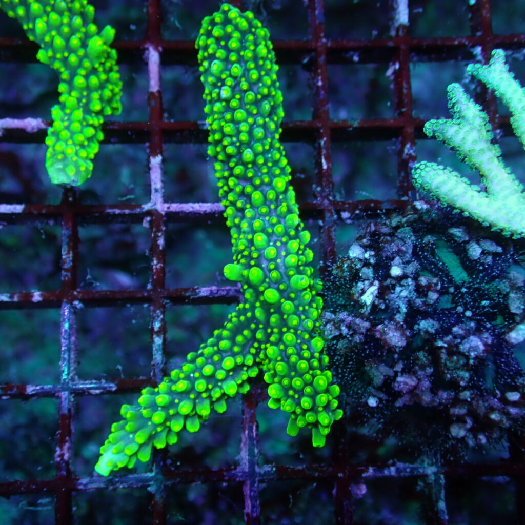 Acropora Dallas Piece
