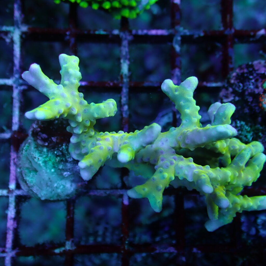 Anacropora Golden Rod Large Frag