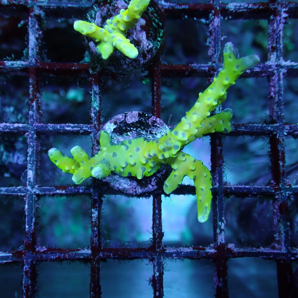 Golden Rod Anacropora Frag