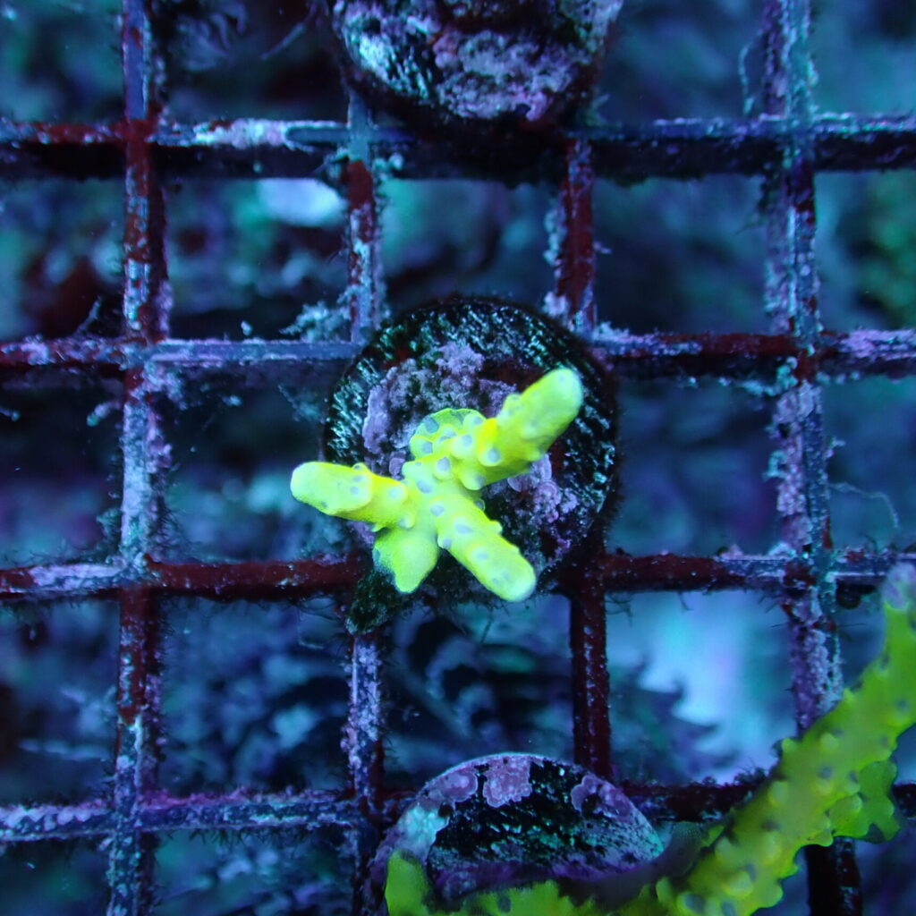 Golden Rod Anacropora Frag