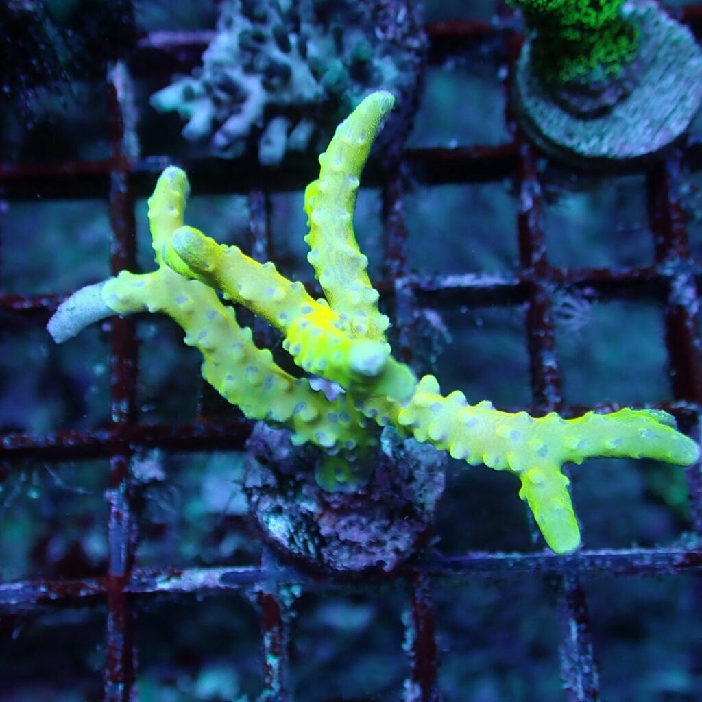 Golden Rod Anacropora Frag