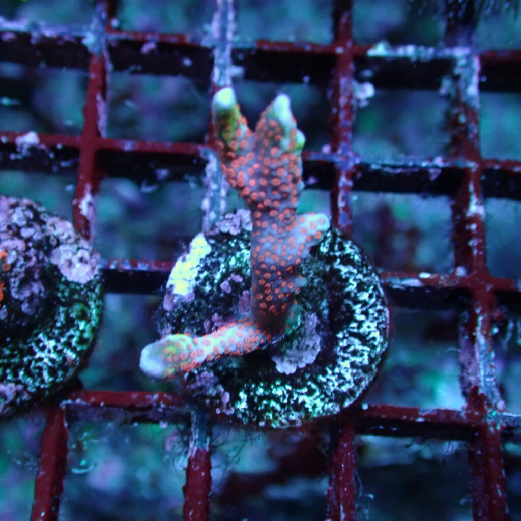 Bubblegum Digitata Frag