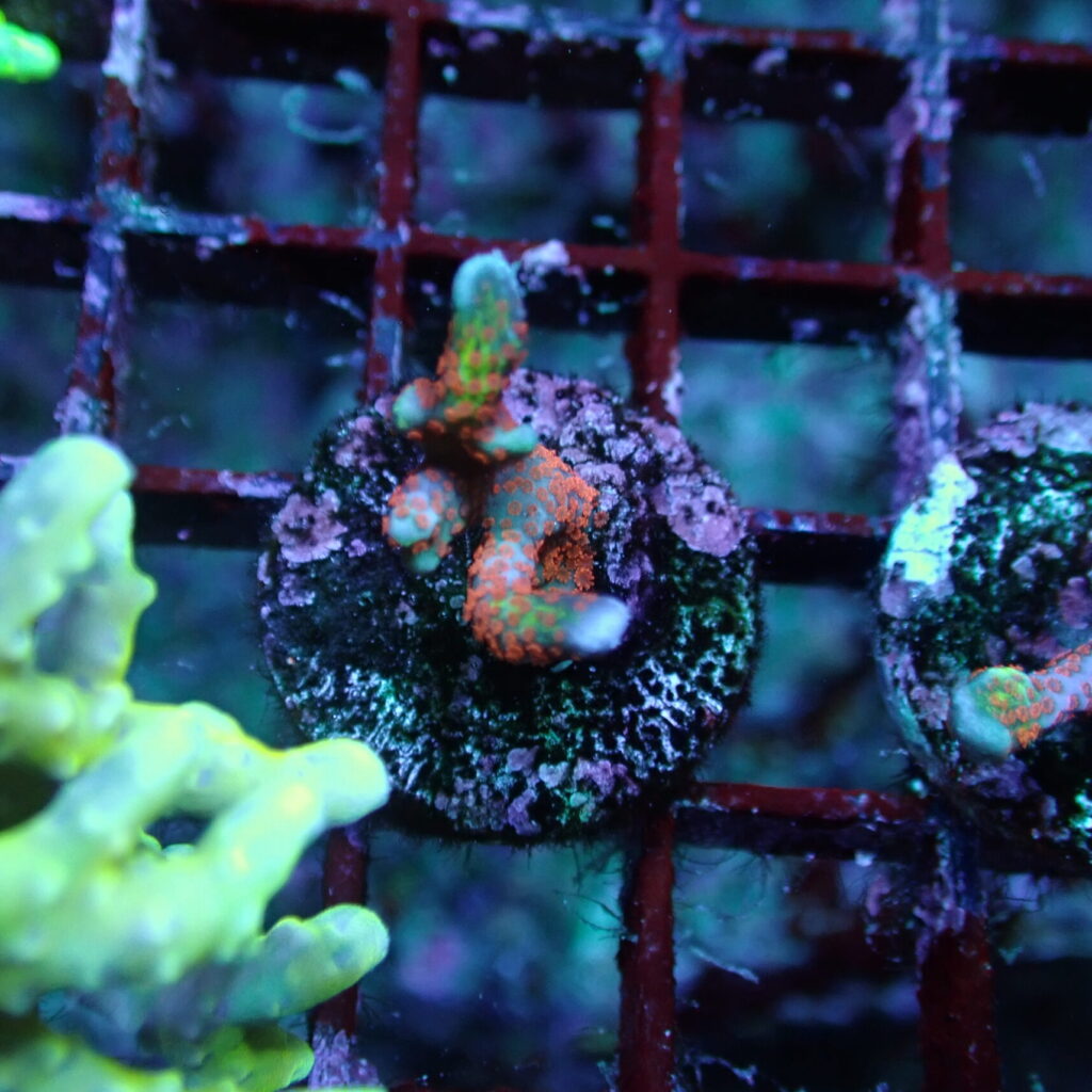 Bubblegum Digitata Frag