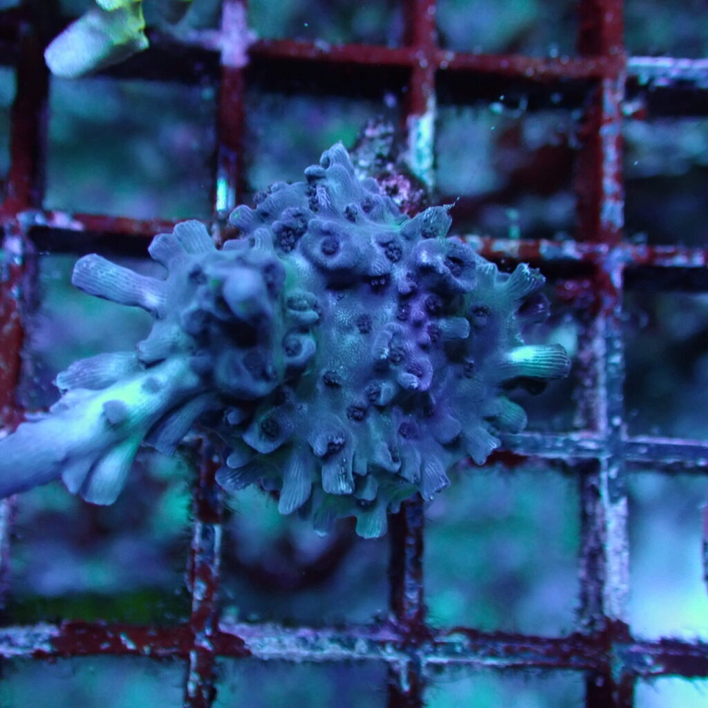Acropora Frag