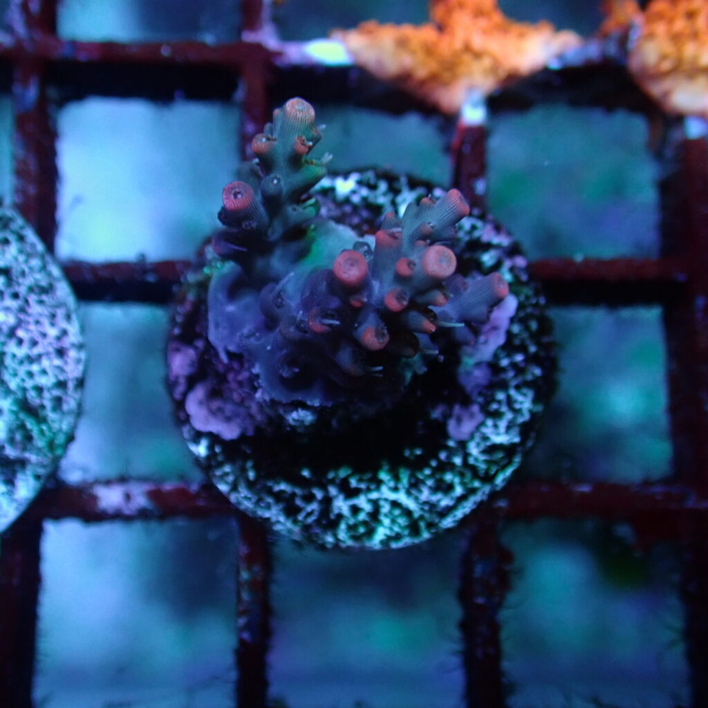 Acropora Pink Lemonade