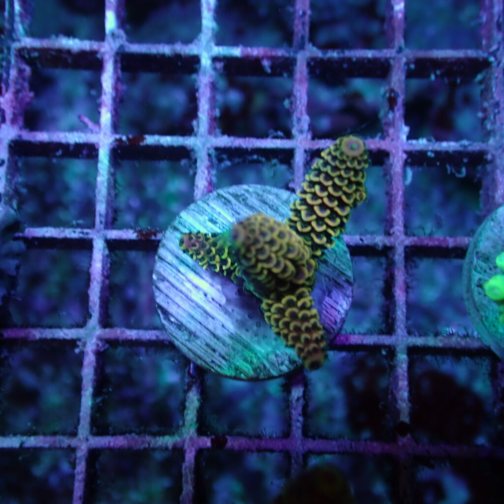 Acropora Frag
