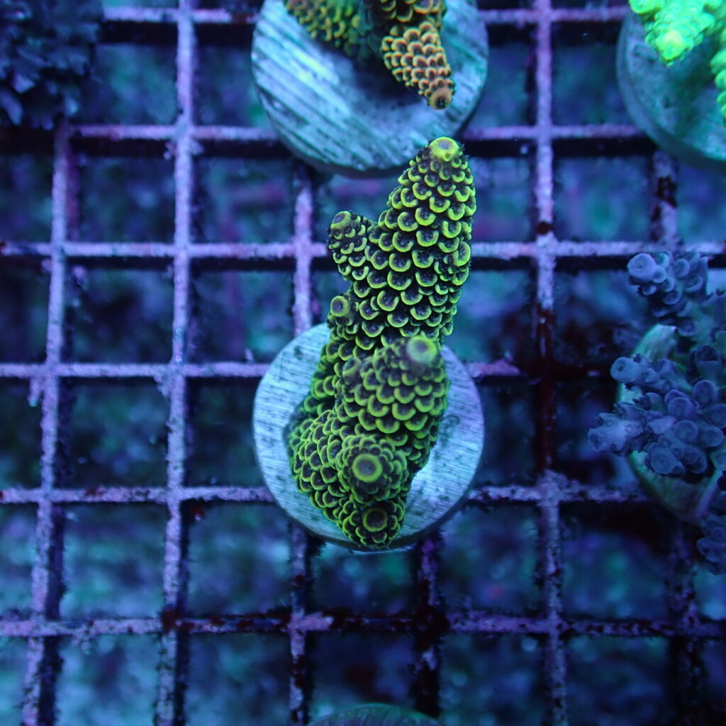 Acropora Frag