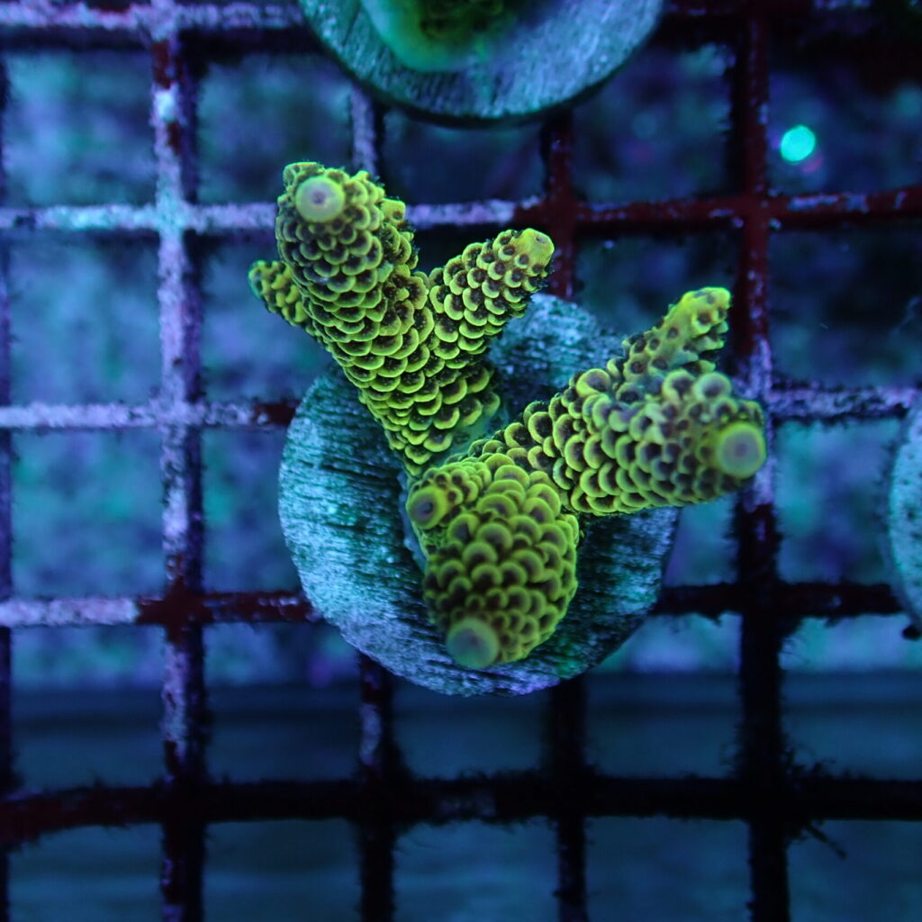 Acropora Frag