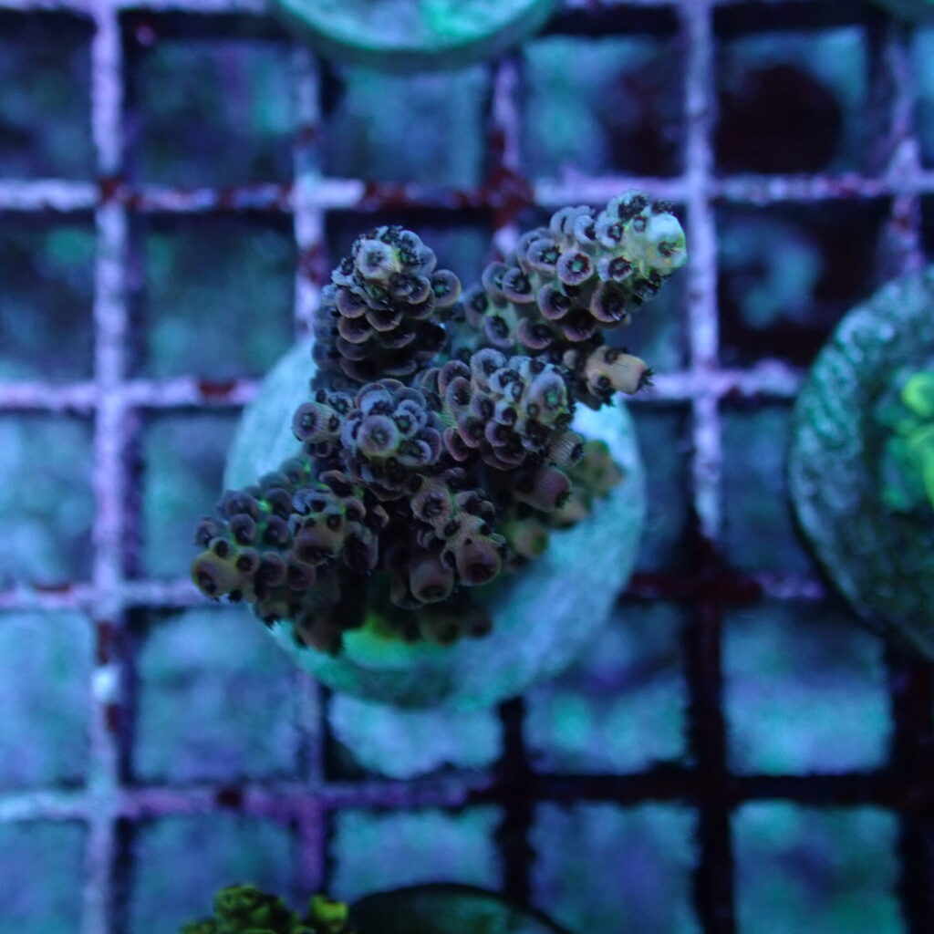 Acropora Frag